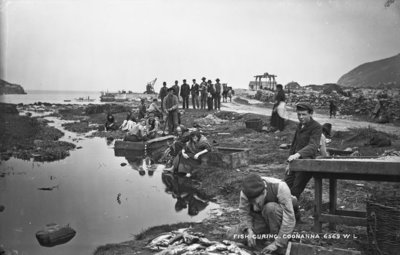 Fish curing